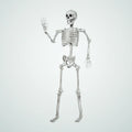 Cablereach Skeleton – 5.6 ft, photo 1