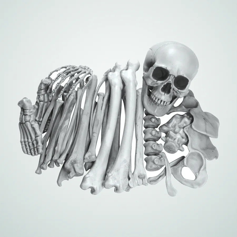 Davitmoor Skeleton, photo 1