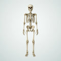 Lanyard Poseable Skeleton – 7 ft, photo 1