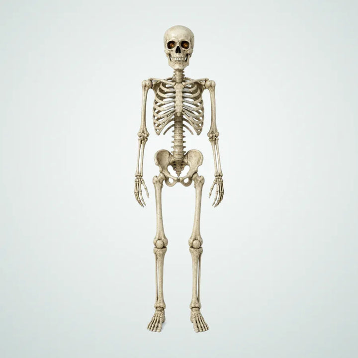 Lanyard Poseable Skeleton – 7 ft