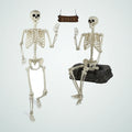 Longshore 5.4 ft Skeleton, 2 pack, photo 1