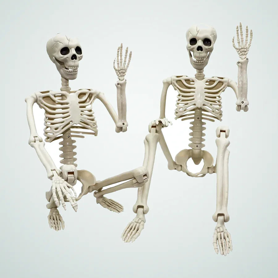 Murmurbay Skeleton – 3 ft, photo 1